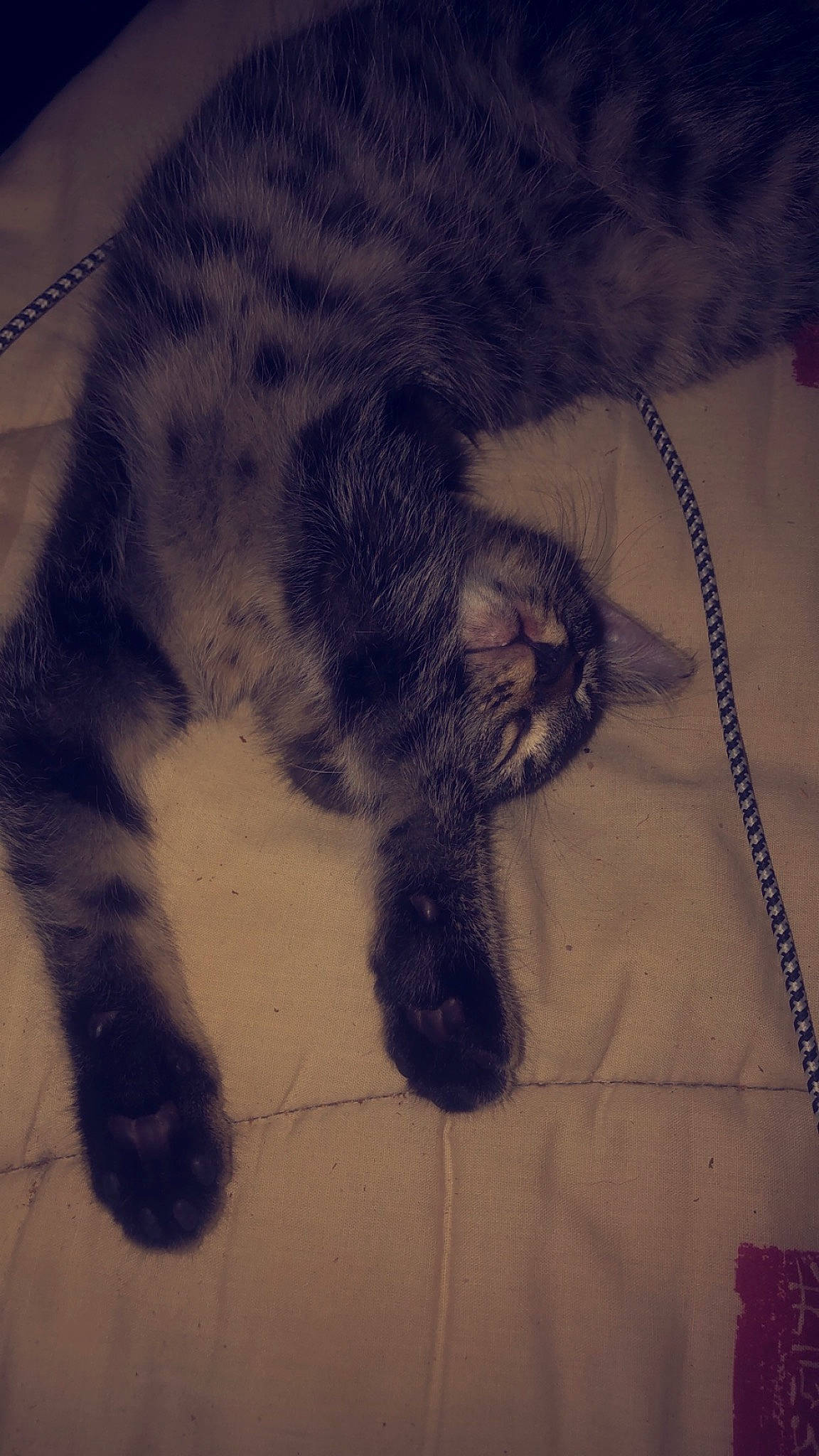 Oasis participe au concours pour gagner de l'argent avec cette photo : art, carnivore, cat, claw, cloud, comfort, domestic_short_haired_cat, felidae, flooring, fur, human_leg, meteorological_phenomenon, nap, paw, sky, small_to_medium_sized_cats, snout, tail, terrestrial_animal, whiskers