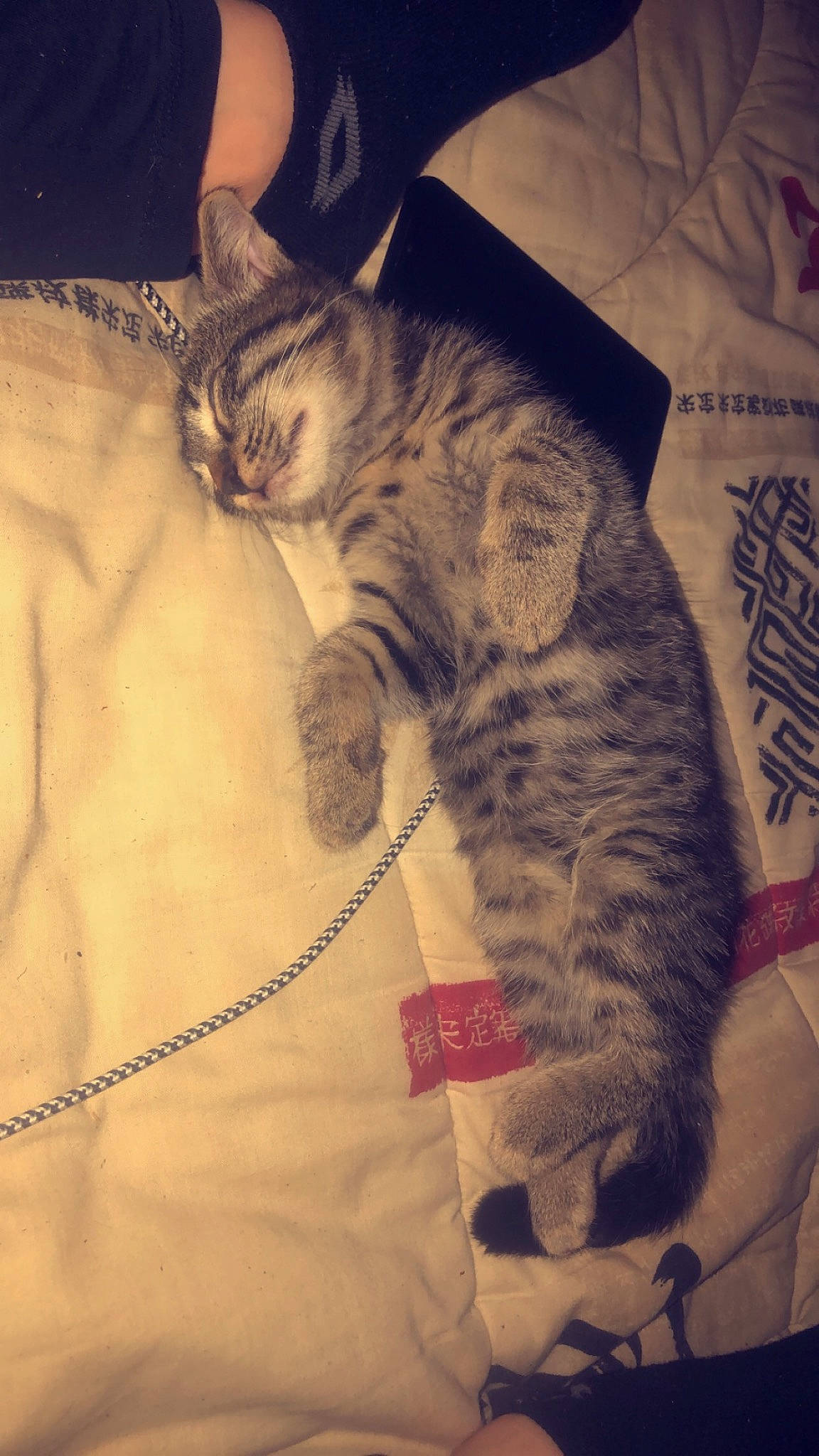 Oasis participe au concours pour gagner de l'argent avec cette photo : carnivore, cat, claw, cloud, comfort, domestic_short_haired_cat, eye, fawn, felidae, fur, leg, mammal, meteorological_phenomenon, paw, sky, small_to_medium_sized_cats, snout, tail, vertebrate, whiskers