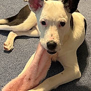 Miss Annie D. Oakley joined the competition — help win amazing prizes! dog, puppy, toy, pink, plush, carpet, pet, animal, white, black, ears, paw, cute, indoor, playful, lying_down, looking, face, snout, fur