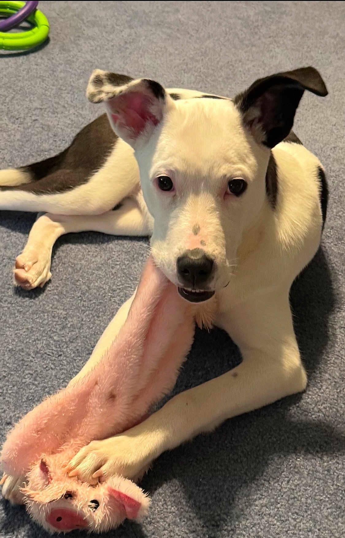 Miss Annie D. Oakley joined the competition — help win amazing prizes! dog, puppy, toy, pink, plush, carpet, pet, animal, white, black, ears, paw, cute, indoor, playful, lying_down, looking, face, snout, fur