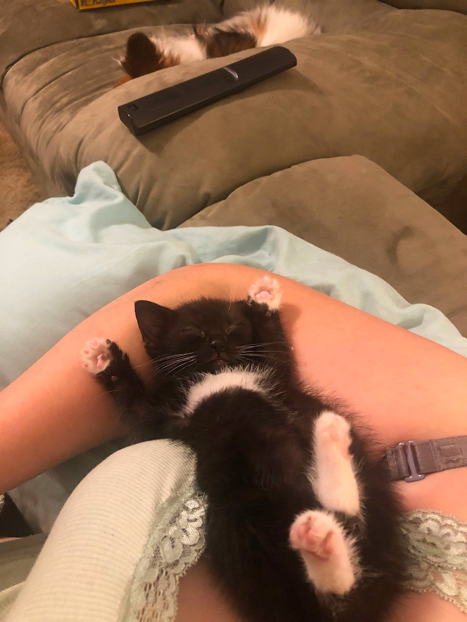 Fury is registered to the contest to win money with this photo: arm, black_cat, cat, claw, finger, flesh, hand, leg, nail, skin, tattoo, whiskers, wrist