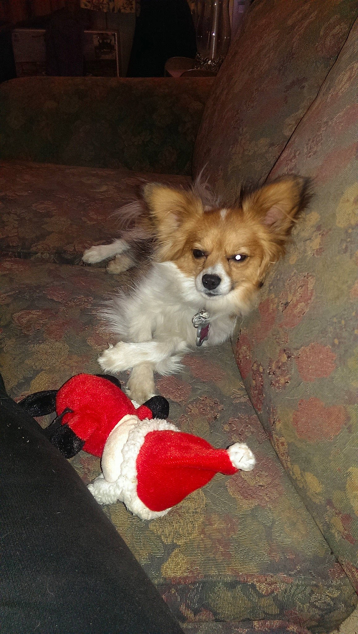 Parker joined the competition — help win amazing prizes! canidae, carnivore, companion_dog, dog, dog_breed, mammal, papillon, pembroke_welsh_corgi, pomeranian, puppy, spaniel, sporting_group, toy_dog