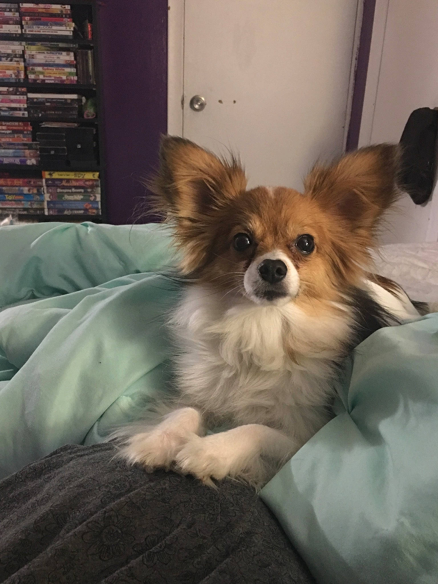 Parker joined the competition — help win amazing prizes! canidae, carnivore, chihuahua, companion_dog, dog, dog_breed, fawn, mammal, papillon, phalene, pomeranian, puppy, snout, spaniel, sporting_group, toy_dog, vertebrate, whiskers