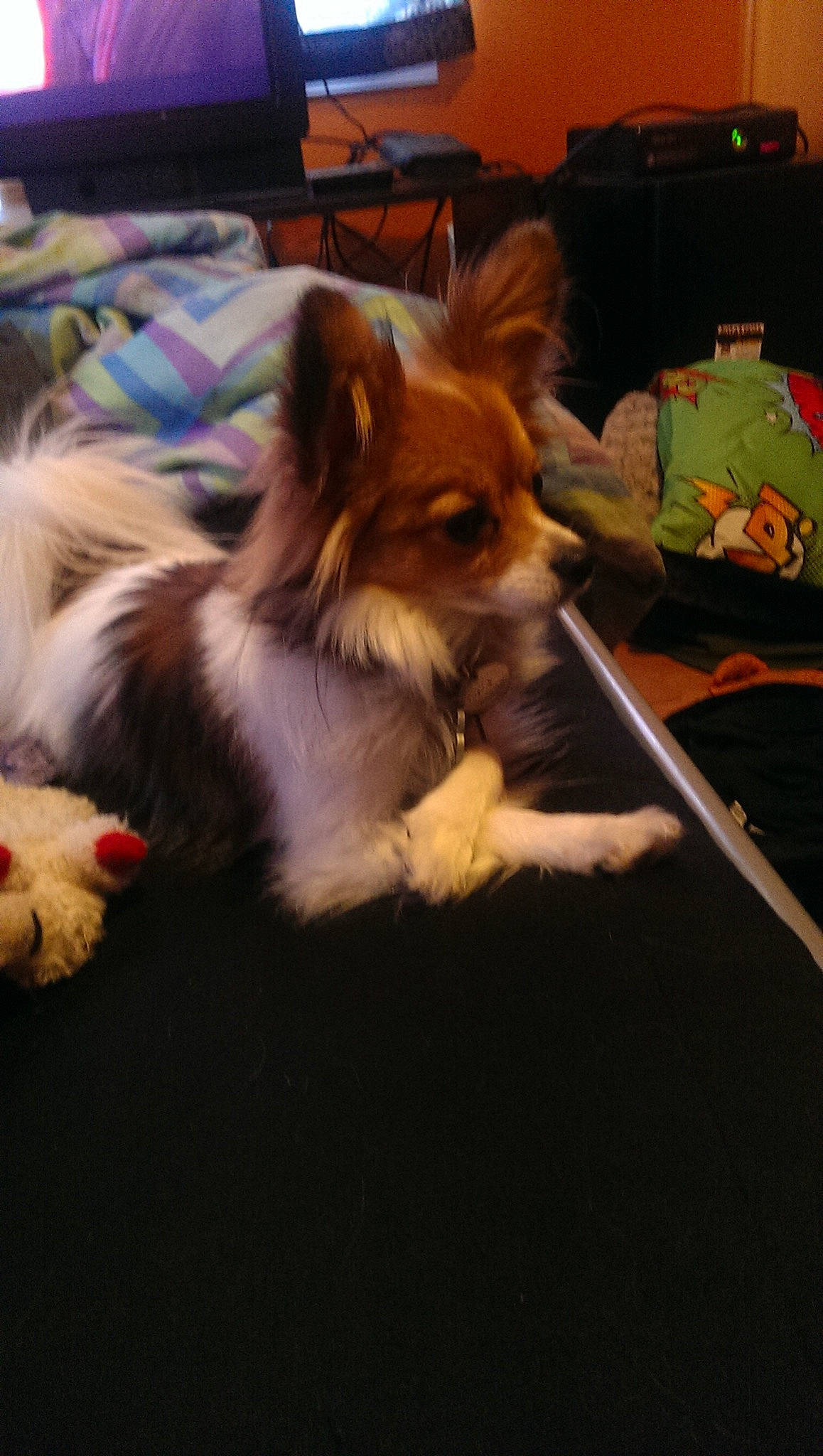 Parker is registered to the contest to win money with this photo: canidae, carnivore, companion_dog, dog, dog_breed, fawn, mammal, papillon, phalene, pomeranian, puppy, spaniel, sporting_group, toy_dog