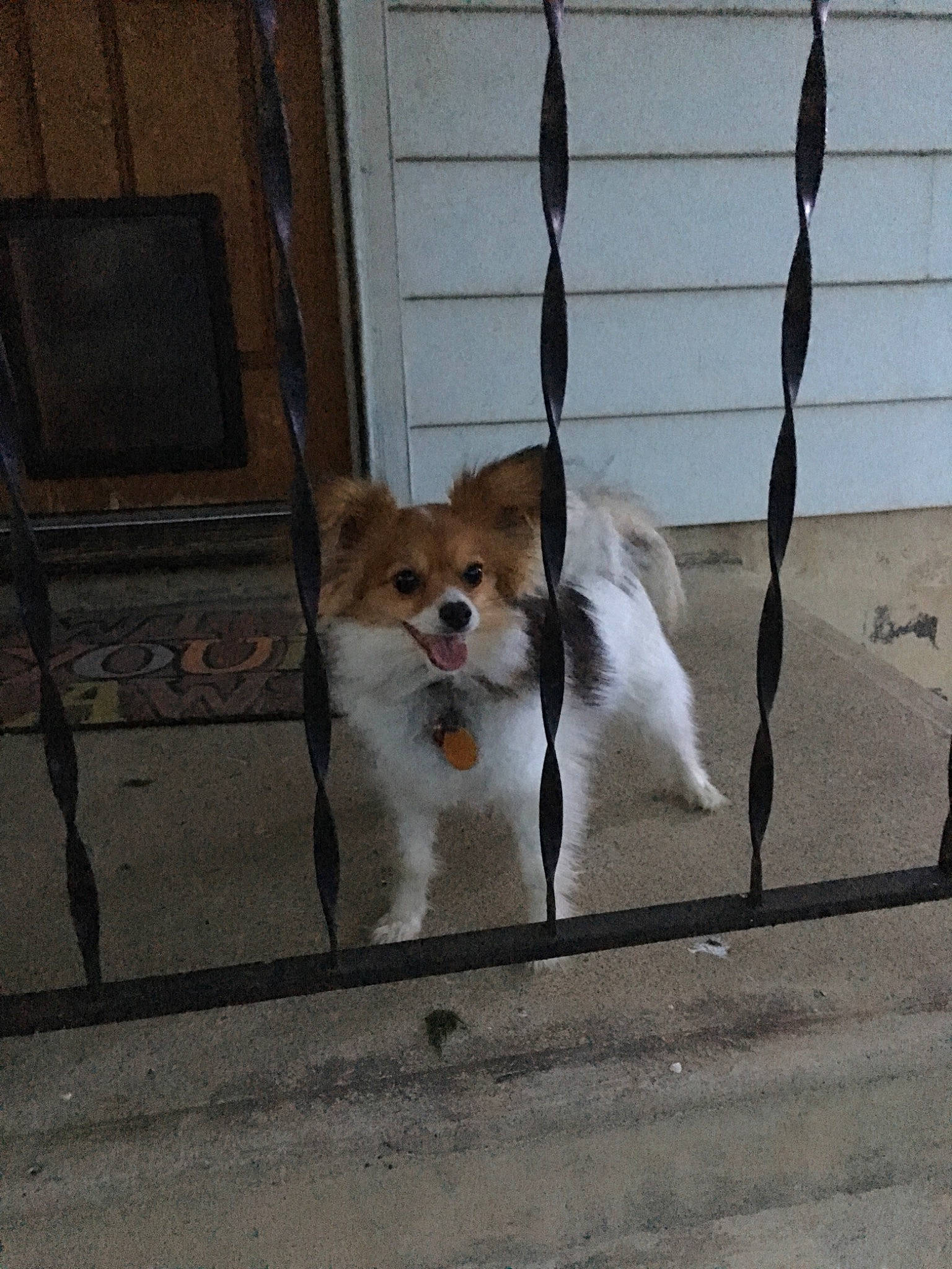 Parker is registered to the contest to win money with this photo: canidae, carnivore, collie, companion_dog, dog, dog_breed, leash, mammal, papillon, pomeranian, sporting_group, tail, thai_bangkaew_dog