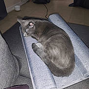 Hairo a rejoint le concours — aidez-le/la à gagner de superbes lots ! animal, calm, cat, couch, cozy, cushion, domestic_animal, feline, floor, furniture, gray_cat, home, indoor, living_room, pet, quiet, relaxing, resting, sleeping, tile_floor