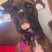 Willow joined the competition — help win amazing prizes! dog, boxer, brindle, pet, indoor, collar, tag, red_blanket, curious, ears, face, closeup, portrait, canine, brown, white_chest, furniture, hand, wall, curtain