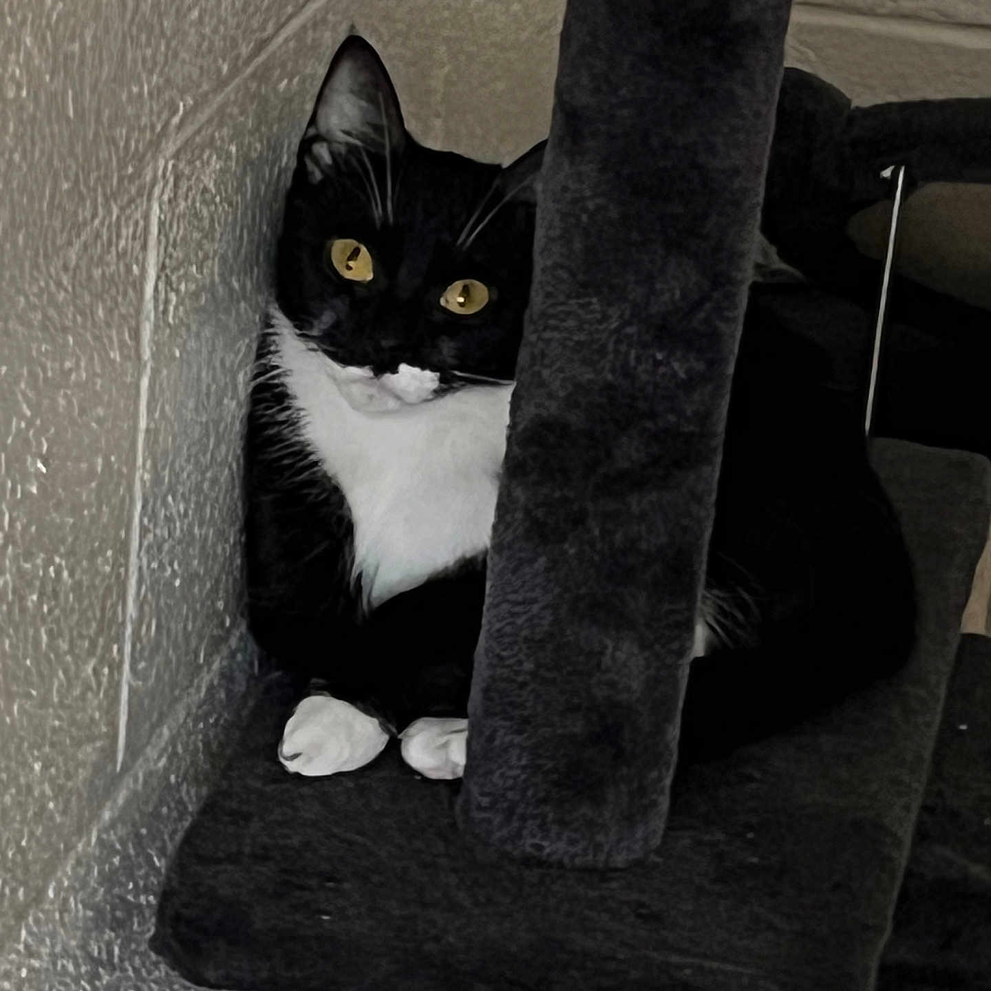 Bean is registered to the contest to win money with this photo: animal, black_and_white, cat, cat_tree, corner, cozy, curious, feline, fur, home, indoor, looking, paws, pet, quiet, resting, soft, tuxedo_cat, whiskers, yellow_eyes