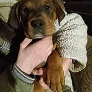 Bandit is registered to the contest to win money with this photo: puppy, dog, pet, animal, hand, person, furry, cute, indoor, cuddle, warm, jacket, fleece, brown, face, paw, closeup, comfort, friendship, love