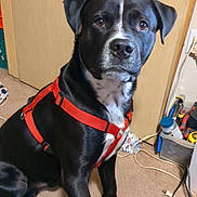Buster is registered to the contest to win money with this photo: dog, black_dog, orange_harness, carpet, indoor, door, yellow_paper, pet, animal, curious, seated, two_dogs, white_chest, household_items, plastic_container, cord, floor, looking_up, ears, companion