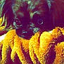 dog, pet, close_up, blanket, fluffy, fur, resting, cozy, warm_colors, indoor, animal, cute, small_dog, portrait, soft_texture, lying_down, looking_up, brown_fur, dim_light, comfort