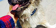 Prince joined the competition — help win amazing prizes! dog, blue_eyes, tongue_out, sandy, beach, petting, hand, plaid_shirt, fur, happy, outdoor, sunny, closeup, canine, collar, paw, animal, nature, playful, portrait