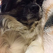 Prince is registered to the contest to win money with this photo: dog, close_up, fluffy, sleeping, blanket, cozy, fur, pet, resting, indoor, cute, calm, snuggling, animal, mammal, soft, relaxation, canine, warm, comfort