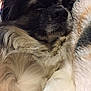 dog, close_up, fluffy, sleeping, blanket, cozy, fur, pet, resting, indoor, cute, calm, snuggling, animal, mammal, soft, relaxation, canine, warm, comfort