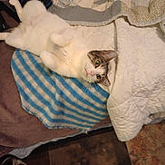 Cutie Pie is registered to the contest to win money with this photo: cat, pet, bed, blanket, striped, white, tabby, fur, indoor, cozy, resting, cute, looking, animal, sleeping, soft, home, texture, pattern, feline