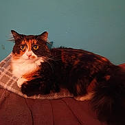 Cookie joined the competition — help win amazing prizes! cat, calico, fluffy, pet, indoor, blanket, fur, resting, animal, cute, whiskers, tail, relaxed, mammal, domestic, eyes, ears, face, cozy, furniture