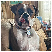Waylon is registered to the contest to win money with this photo: dog, boxer, pet, tongue_out, couch, indoor, living_room, collar, tag, furniture, brown, white, closeup, canine, animal, cute, portrait, relaxed, household, tongue