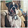 Waylon