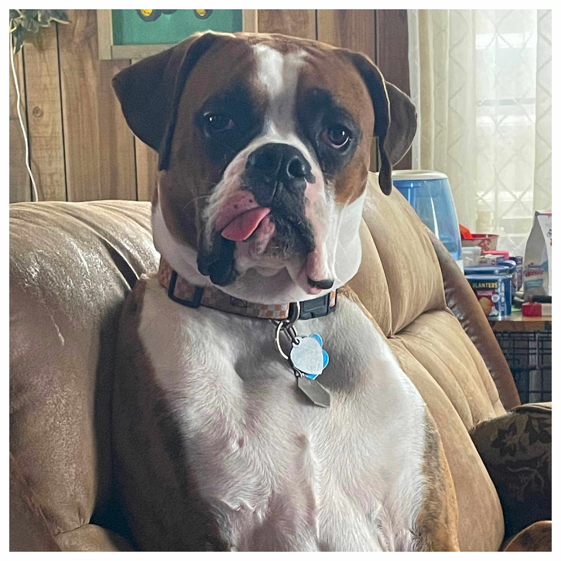 Waylon is registered to the contest to win money with this photo: dog, boxer, pet, tongue_out, couch, indoor, living_room, collar, tag, furniture, brown, white, closeup, canine, animal, cute, portrait, relaxed, household, tongue