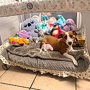 Lady Smith joined the competition — help win amazing prizes! dog, stuffed_animals, koala, bunny, blanket, playpen, tile_floor, toy, brown_dog, white_dog, plush_toys, indoor, pet, resting, cozy, soft_toys, animal, cute, domestic, relaxing