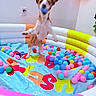 Lady Smith is registered to the contest to win money with this photo: dog, ball_pit, inflatable, jumping, motion_blur, colorful, toys, indoor, playful, pet, animal, walls, plastic_balls, pink, yellow, blue, orange, white, brown, energetic