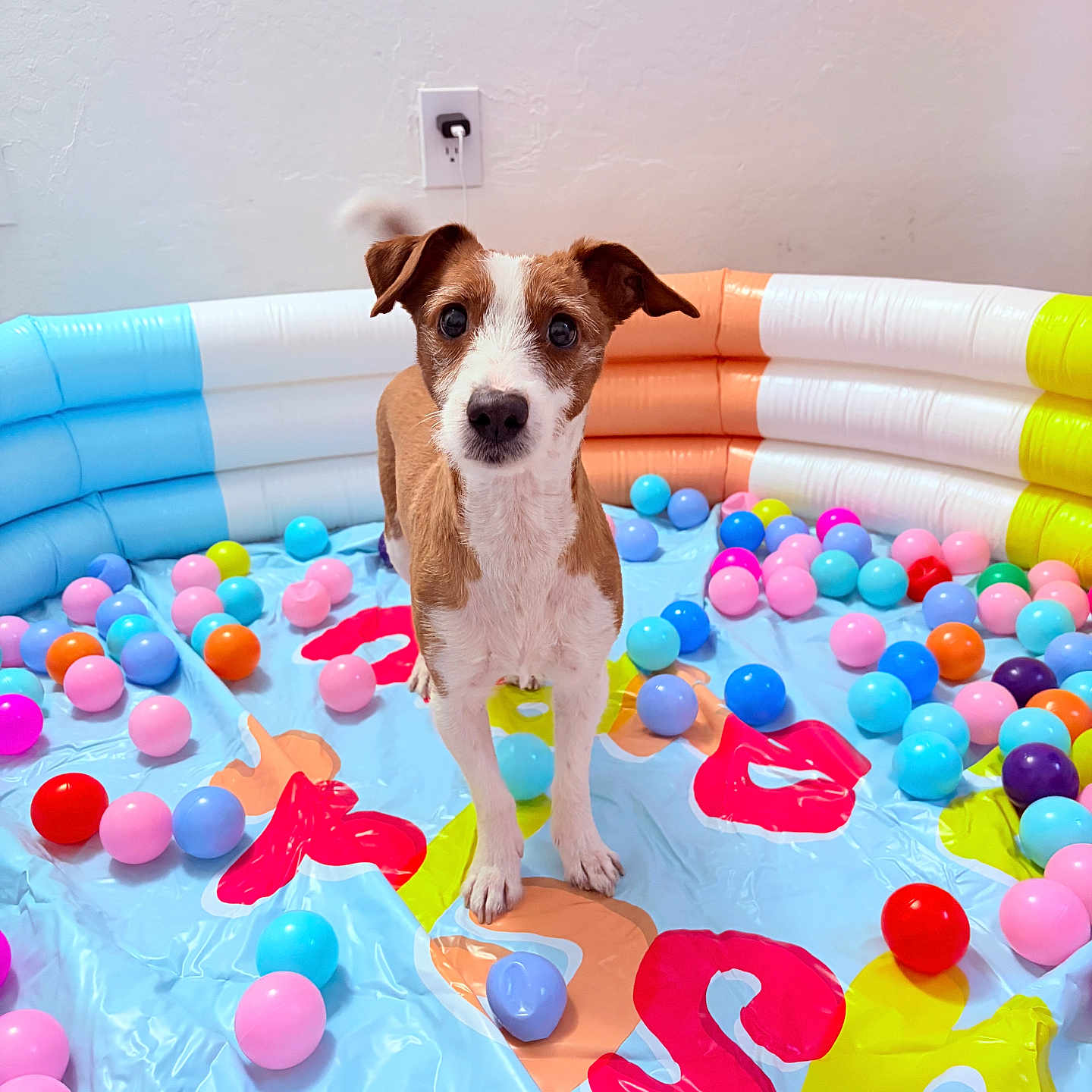 Lady Smith joined the competition — help win amazing prizes! dog, puppy, inflatable_pool, plastic_balls, colorful, indoor, playful, pet, brown_and_white, curious, small_dog, looking_at_camera, toys, fun, floor, wall, electrical_outlet, bright_colors, cute, animal