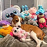 Lady Smith is registered to the contest to win money with this photo: dog, plush_toy, stuffed_animal, koala, blanket, brown_and_white, couch, soft_toy, relaxed, indoor, cute, snuggling, colorful, pet, animal, cozy, lying_down, playful, comfortable, home