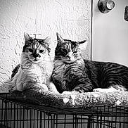 Quinn And Ashes is registered to the contest to win money with this photo: cat, cats, feline, pet, animal, indoor, resting, furry, perch, wire_cage, texture, wall, door_knob, monochrome, black_and_white, cozy, relaxed, pair, domestic, companion