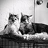 cat, cats, feline, pet, animal, indoor, resting, furry, perch, wire_cage, texture, wall, door_knob, monochrome, black_and_white, cozy, relaxed, pair, domestic, companion