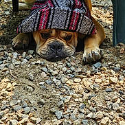 Rille Jaxx is registered to the contest to win money with this photo: dog, bulldog, hat, knit_hat, rocky_ground, outdoor, pet, animal, resting, paw, furniture, chair, brown_fur, close_up, cute, expression, wearing, lying_down, sunlight, nature
