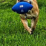 Rille Jaxx joined the competition — help win amazing prizes! dog, playing, football, grass, outdoor, running, pet, animal, brown_dog, active, field, daylight, fun, energetic, fetch, canine, nature, sport, tongue