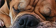 Rille Jaxx is registered to the contest to win money with this photo: dog, sleeping, close_up, wrinkles, nose, tongue, brown_fur, pet, canine, relaxed, indoors, couch, cozy, face, snout, whiskers, fur_texture, resting, animal, portrait