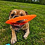 Rille Jaxx joined the competition — help win amazing prizes! dog, bulldog, grass, toy, frisbee, orange, blue, pet, playful, outdoor, nature, greenery, animal, canine, chew_toy, summer, park, happy, lying_down, close_up