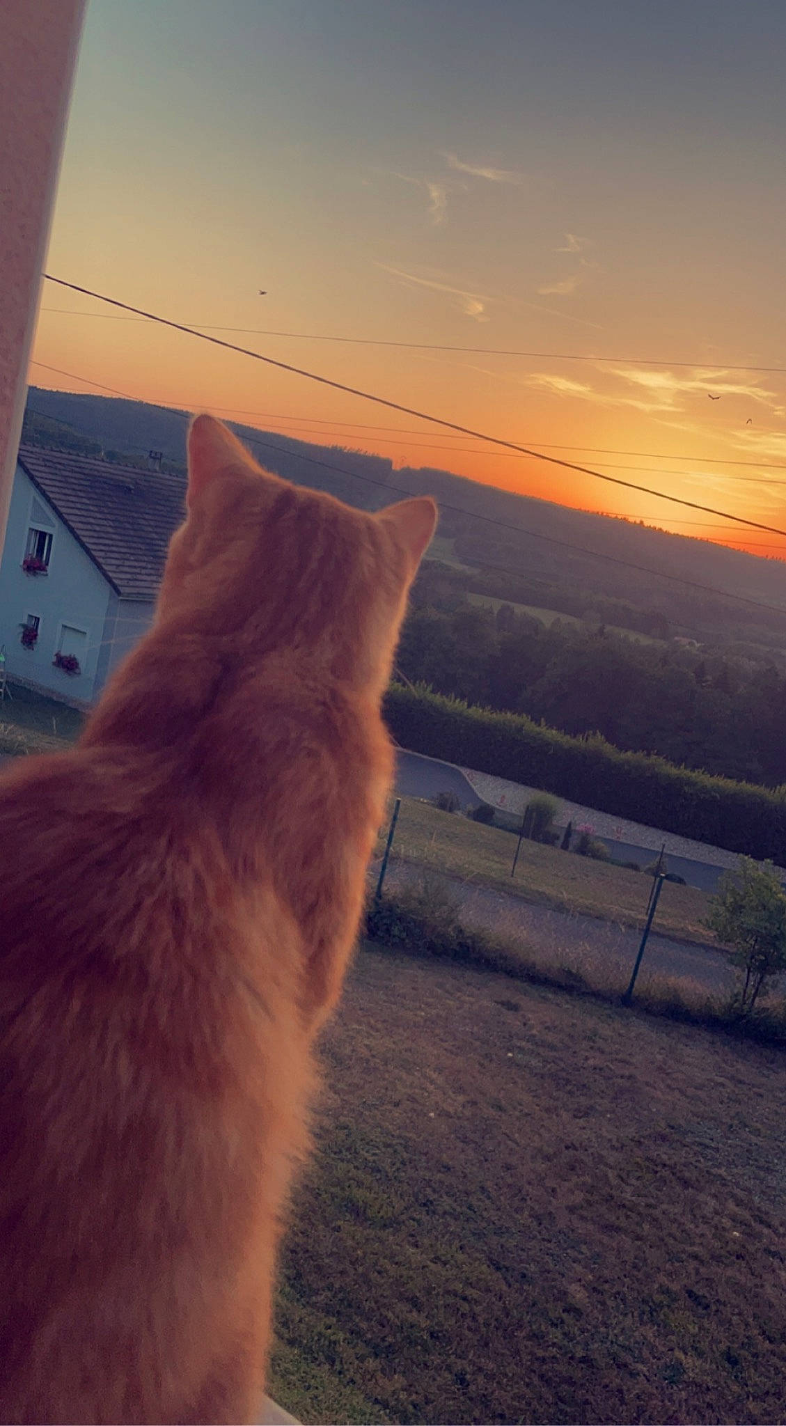 Chachou participe au concours pour gagner de l'argent avec cette photo : calm, carnivore, cat, cloud, dusk, fawn, felidae, horizon, plant, sky, small_to_medium_sized_cats, snout, sunlight, sunset, tail, tints_and_shades, tree, whiskers, window, wood