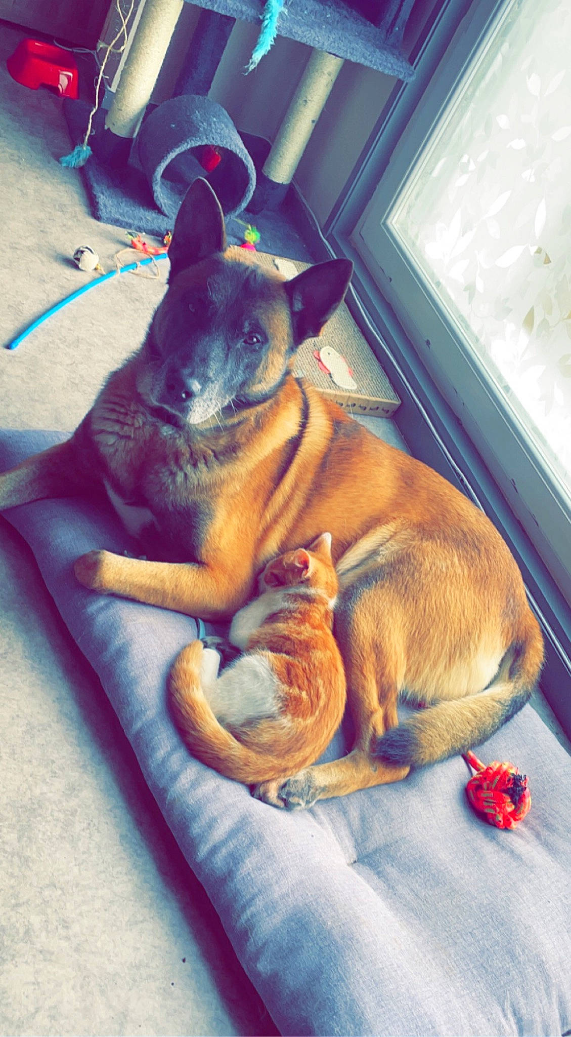 Gun a rejoint le concours — aidez-le/la à gagner de superbes lots ! bean_bag, canidae, carnivore, comfort, companion_dog, dog, dog_bed, dog_breed, electric_blue, fawn, felidae, flooring, fur, paw, small_to_medium_sized_cats, snout, sporting_group, tail, toy_dog, whiskers