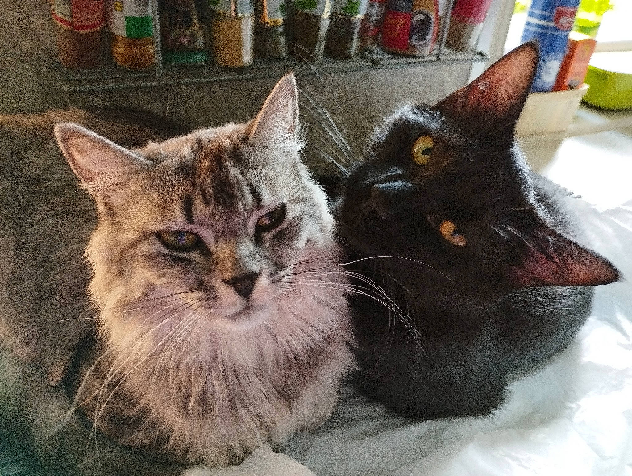 Onix participe au concours pour gagner de l'argent avec cette photo : black_cat, bombay, carnivore, cat, cat_bed, cat_furniture, cat_supply, comfort, domestic_short_haired_cat, felidae, flowerpot, fur, houseplant, mammal, paw, small_to_medium_sized_cats, snout, tail, whiskers, window