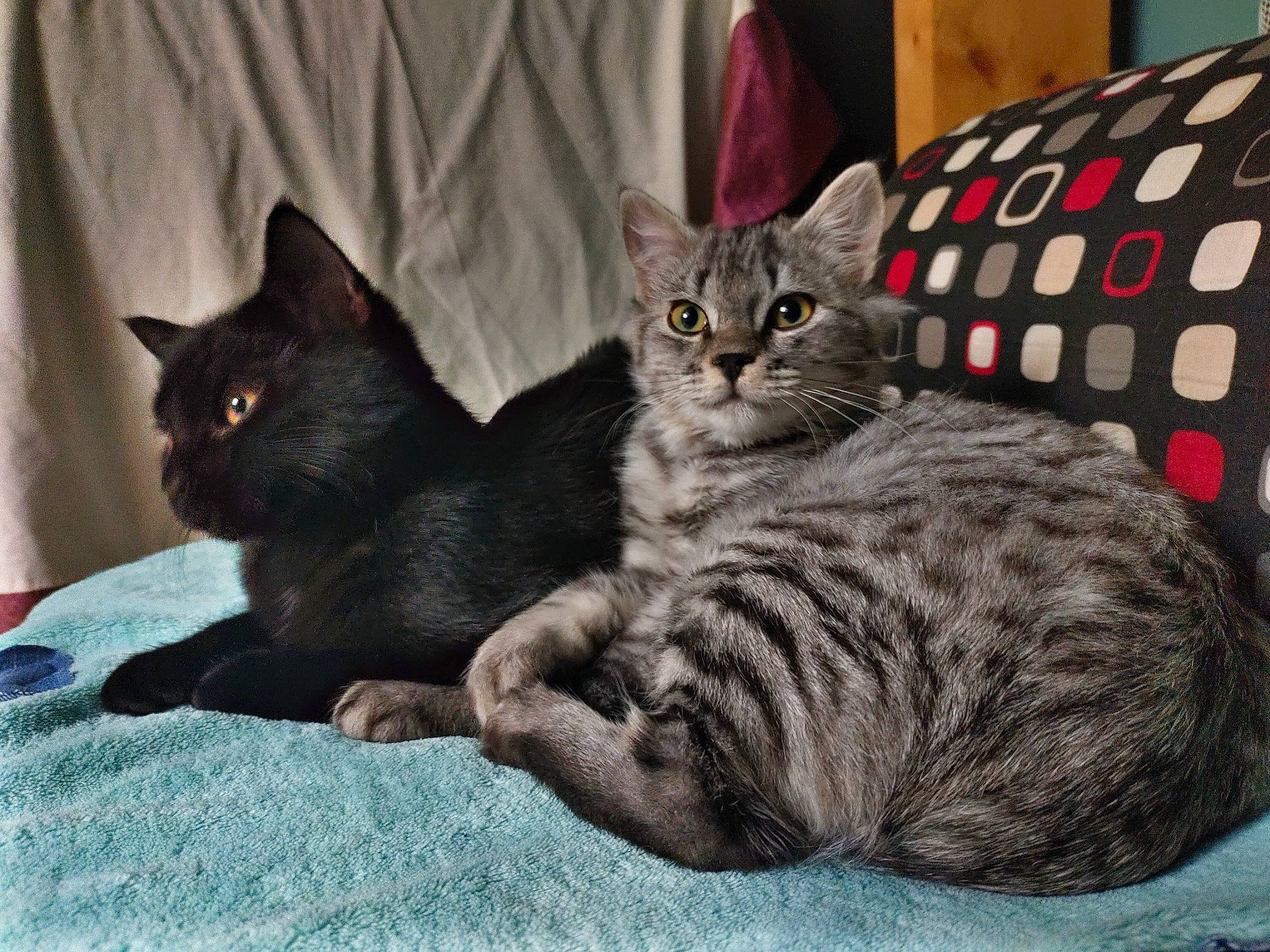 Onix participe au concours pour gagner de l'argent avec cette photo : carnivore, cat, claw, comfort, domestic_short_haired_cat, felidae, fur, grey, paw, sitting, small_to_medium_sized_cats, snout, tail, terrestrial_animal, whiskers