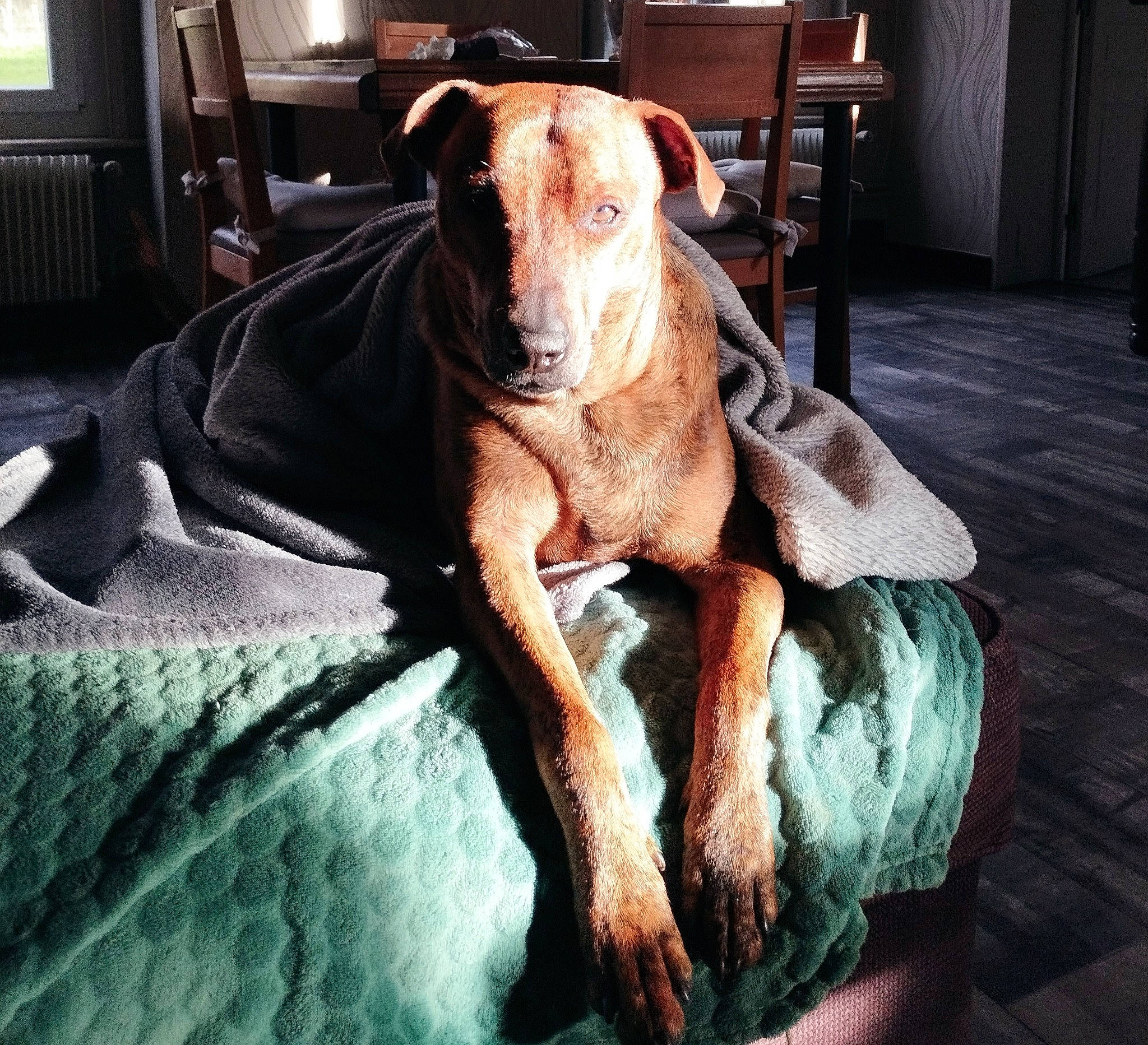 Izzie participe au concours pour gagner de l'argent avec cette photo : canidae, carnivore, chair, comfort, companion_dog, dog, dog_breed, fawn, flooring, fur, guard_dog, hardwood, liver, pet_supply, room, snout, sporting_group, whiskers, wood, working_animal