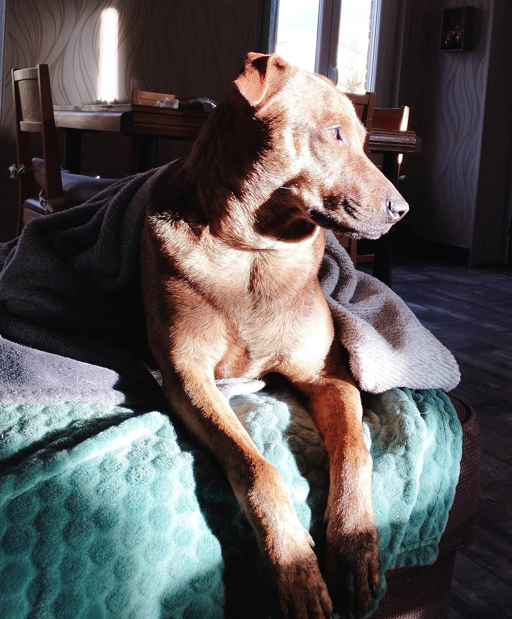 Izzie participe au concours pour gagner de l'argent avec cette photo : art, carnivore, comfort, companion_dog, curtain, dog, dog_breed, door, fawn, felidae, fur, jaw, sculpture, snout, sporting_group, tail, whiskers, window, wood, working_animal