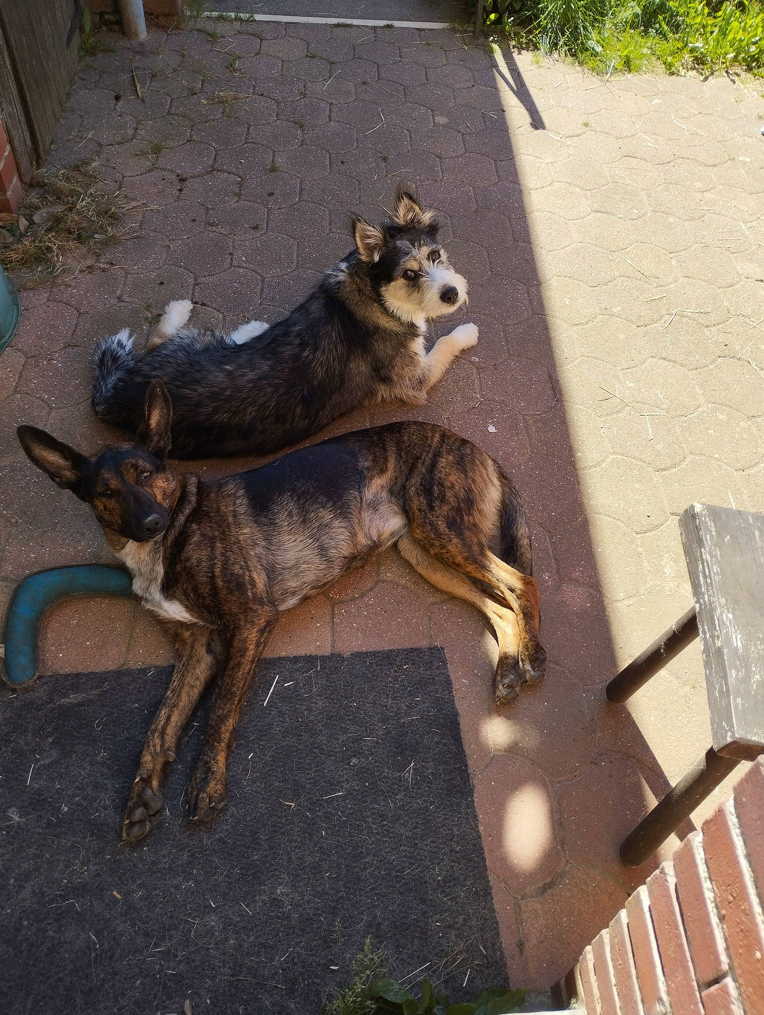 Elfi a rejoint le concours — aidez-le/la à gagner de superbes lots ! asphalt, canidae, canis, carnivore, companion_dog, dog, dog_breed, fawn, fur, herding_dog, outdoor_furniture, road_surface, snout, sporting_group, tail, terrestrial_animal, wildlife, wood, working_animal, working_dog