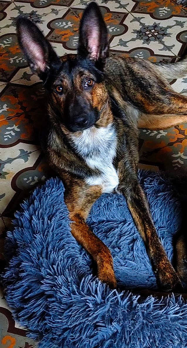 Elfi participe au concours pour gagner de l'argent avec cette photo : art, canidae, carnivore, companion_dog, dog, dog_breed, ear, electric_blue, fawn, fur, guard_dog, liver, painting, snout, sporting_group, terrestrial_animal, whiskers, wood, working_animal, working_dog