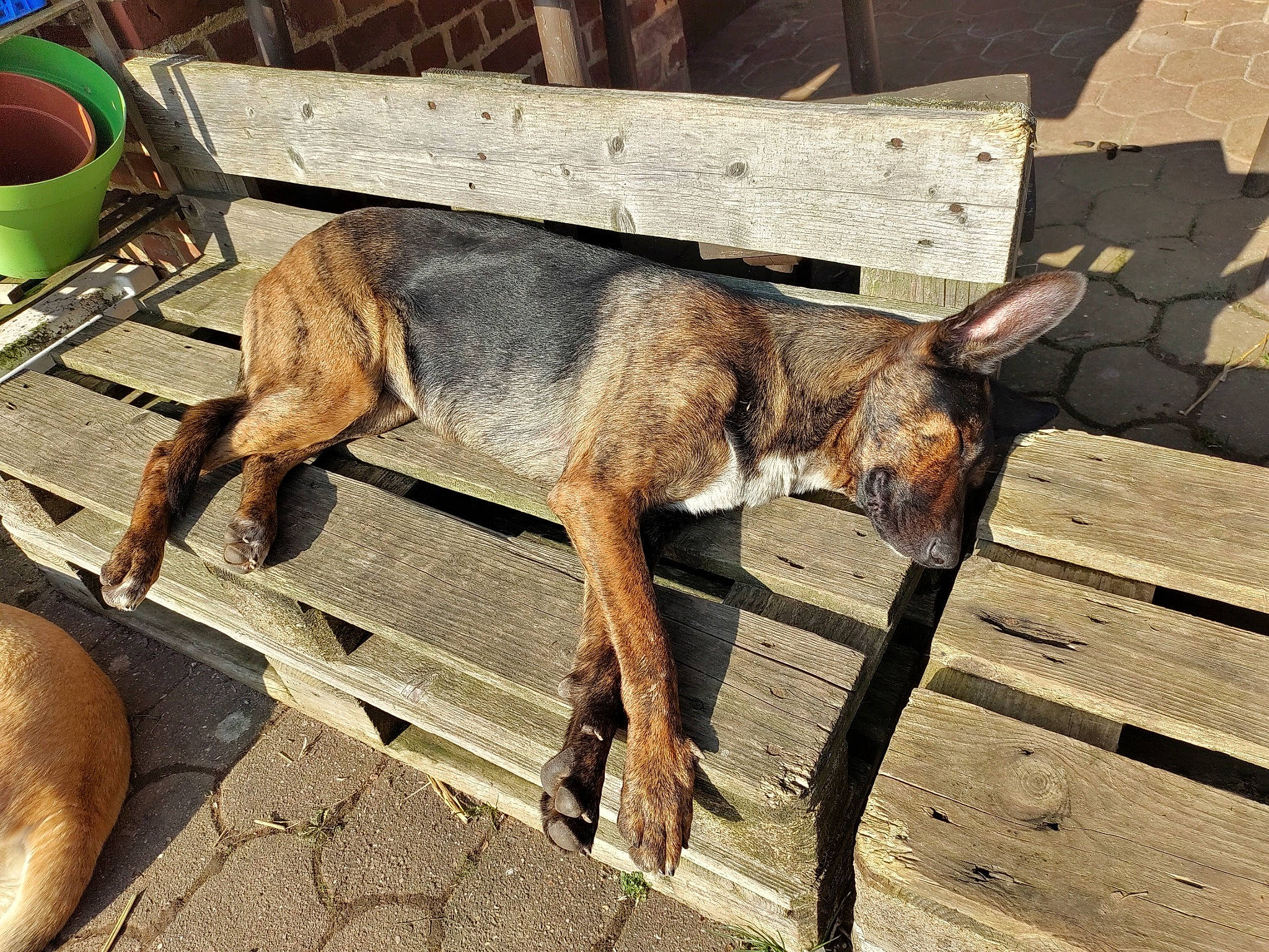 Elfi a rejoint le concours — aidez-le/la à gagner de superbes lots ! canidae, canis, carnivore, dog, dog_breed, fawn, fur, goats, human_leg, livestock, pack_animal, serveware, snout, sporting_group, street_dog, tail, terrestrial_animal, wildlife, wood, working_animal