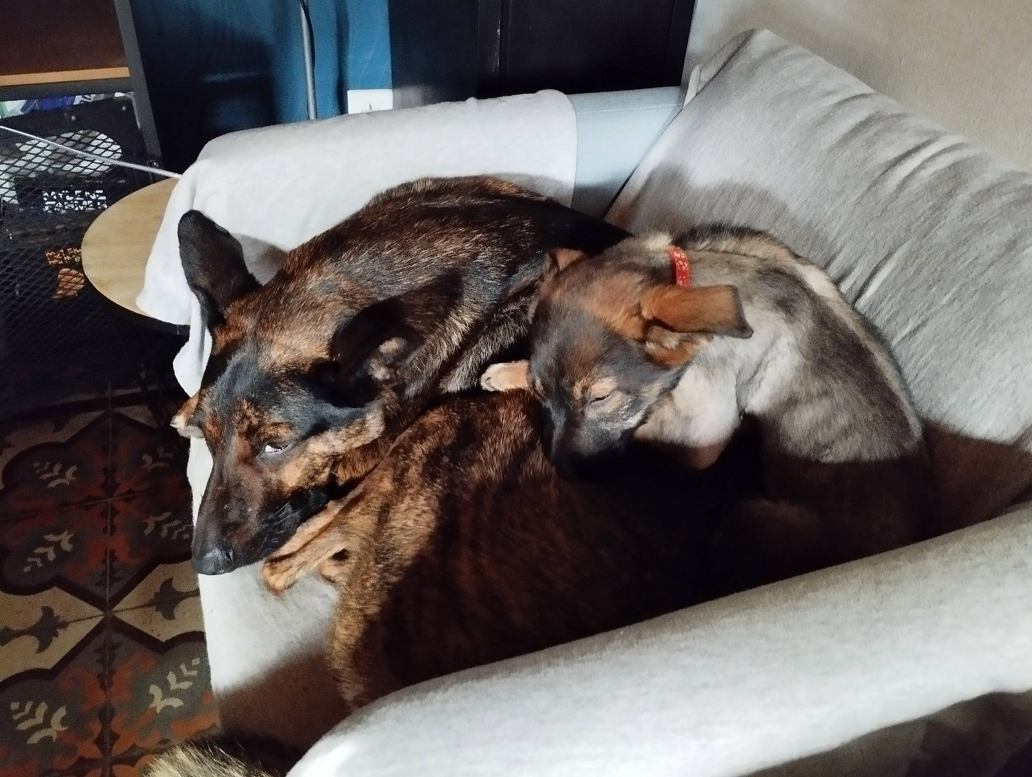 Elfi a rejoint le concours — aidez-le/la à gagner de superbes lots ! canidae, canis, carnivore, comfort, companion_dog, couch, dog, dog_breed, domestic_short_haired_cat, fawn, felidae, fur, guard_dog, nap, small_to_medium_sized_cats, snout, sporting_group, terrestrial_animal, whiskers, working_animal