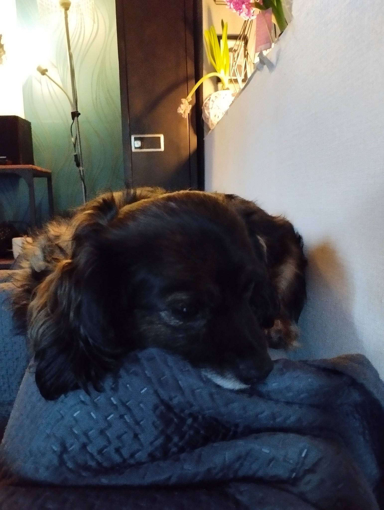 Lasya a rejoint le concours — aidez-le/la à gagner de superbes lots ! canidae, carnivore, chair, comfort, companion_dog, dog, dog_breed, fawn, flooring, fur, lamp, lighting, liver, picture_frame, plant, snout, sporting_group, tints_and_shades, whiskers, working_animal