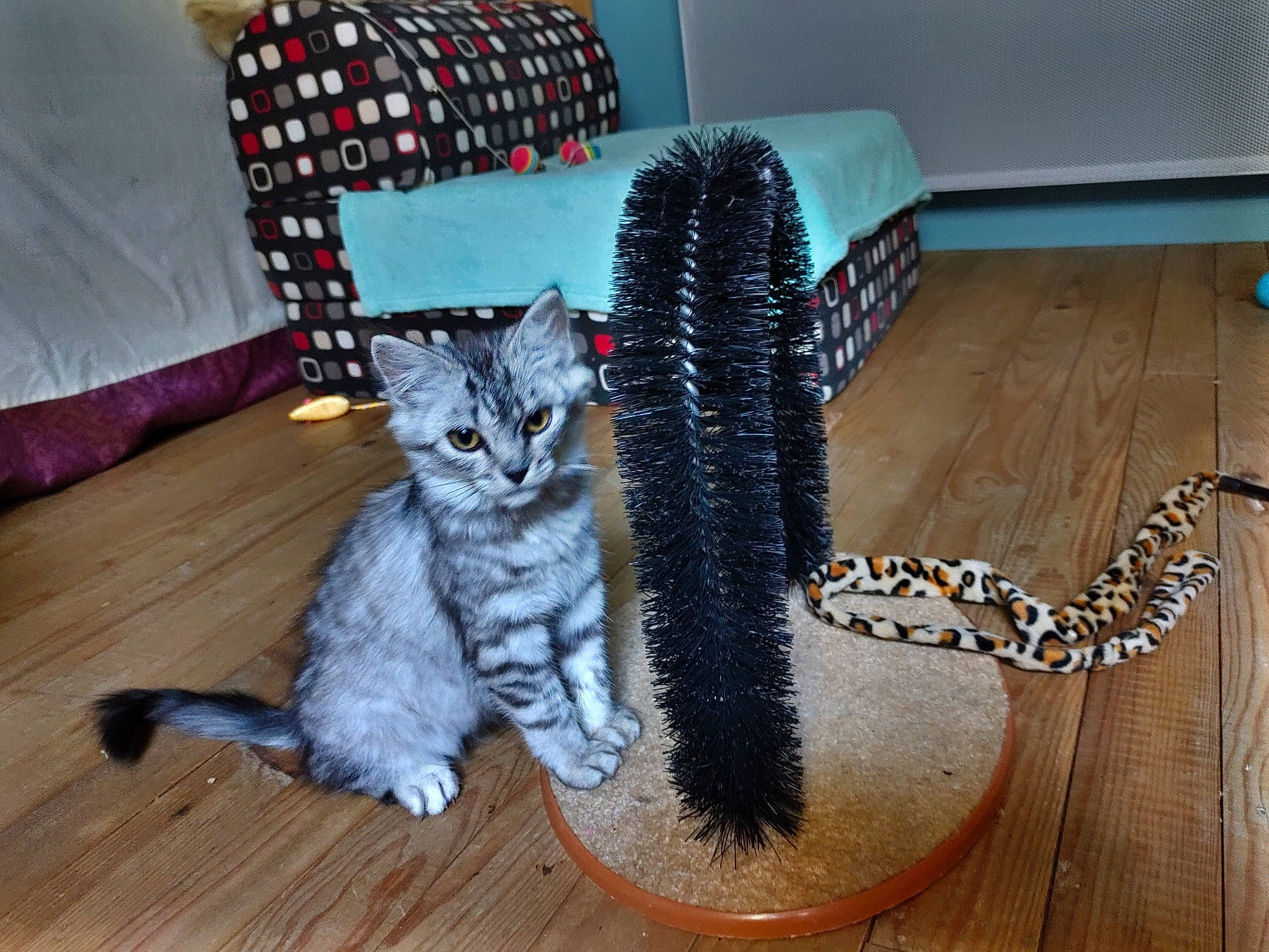 Opale participe au concours pour gagner de l'argent avec cette photo : automotive_tire, carnivore, cat, chair, claw, comfort, domestic_short_haired_cat, felidae, floor, flooring, fur, grey, hardwood, laminate_flooring, pattern, small_to_medium_sized_cats, snout, tail, whiskers, wood