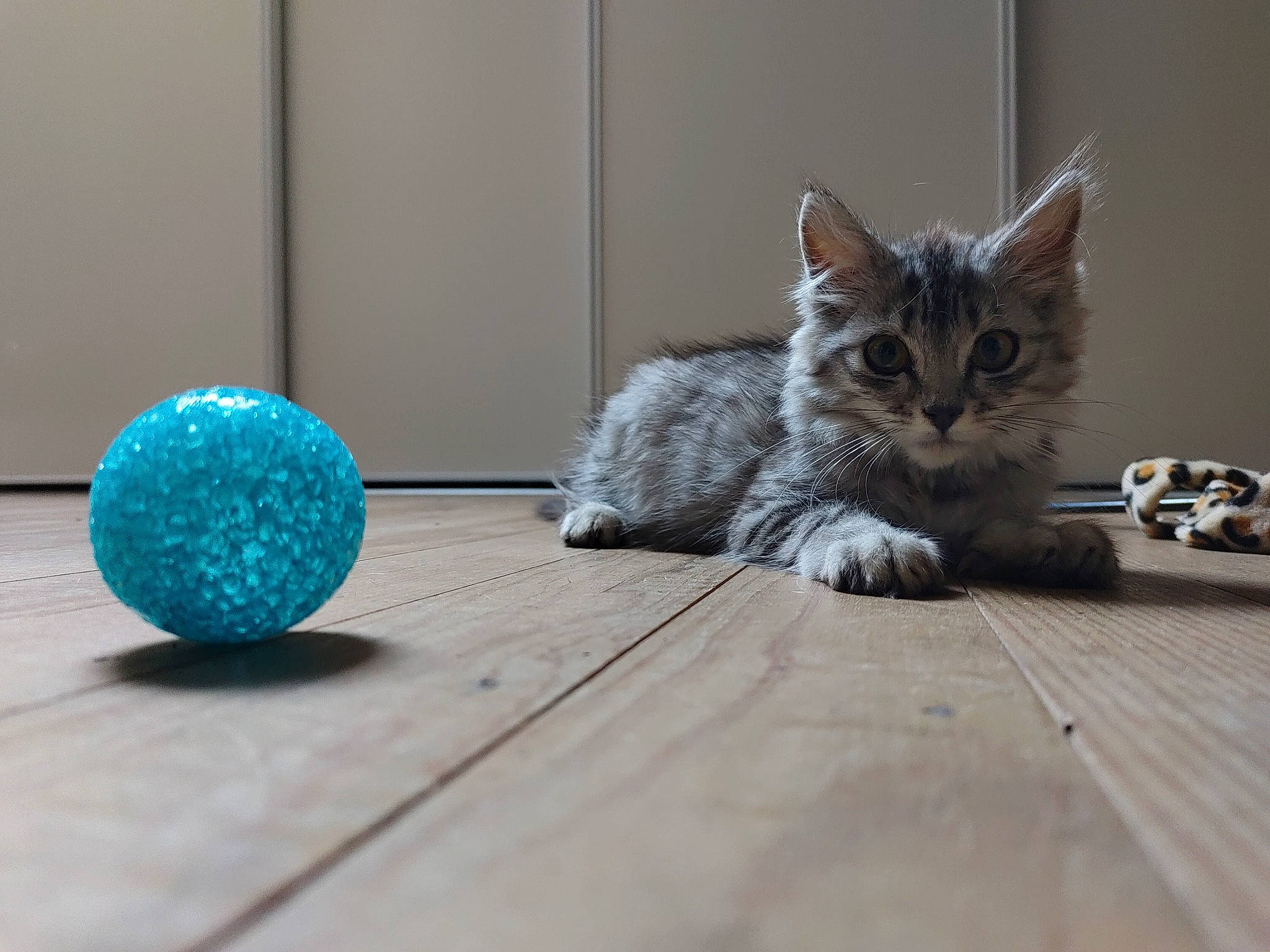 Opale a rejoint le concours — aidez-le/la à gagner de superbes lots ! carnivore, cat, circle, claw, domestic_short_haired_cat, electric_blue, fashion_accessory, felidae, flooring, fur, glass, grey, hardwood, laminate_flooring, paw, small_to_medium_sized_cats, tail, whiskers, wood, wood_flooring