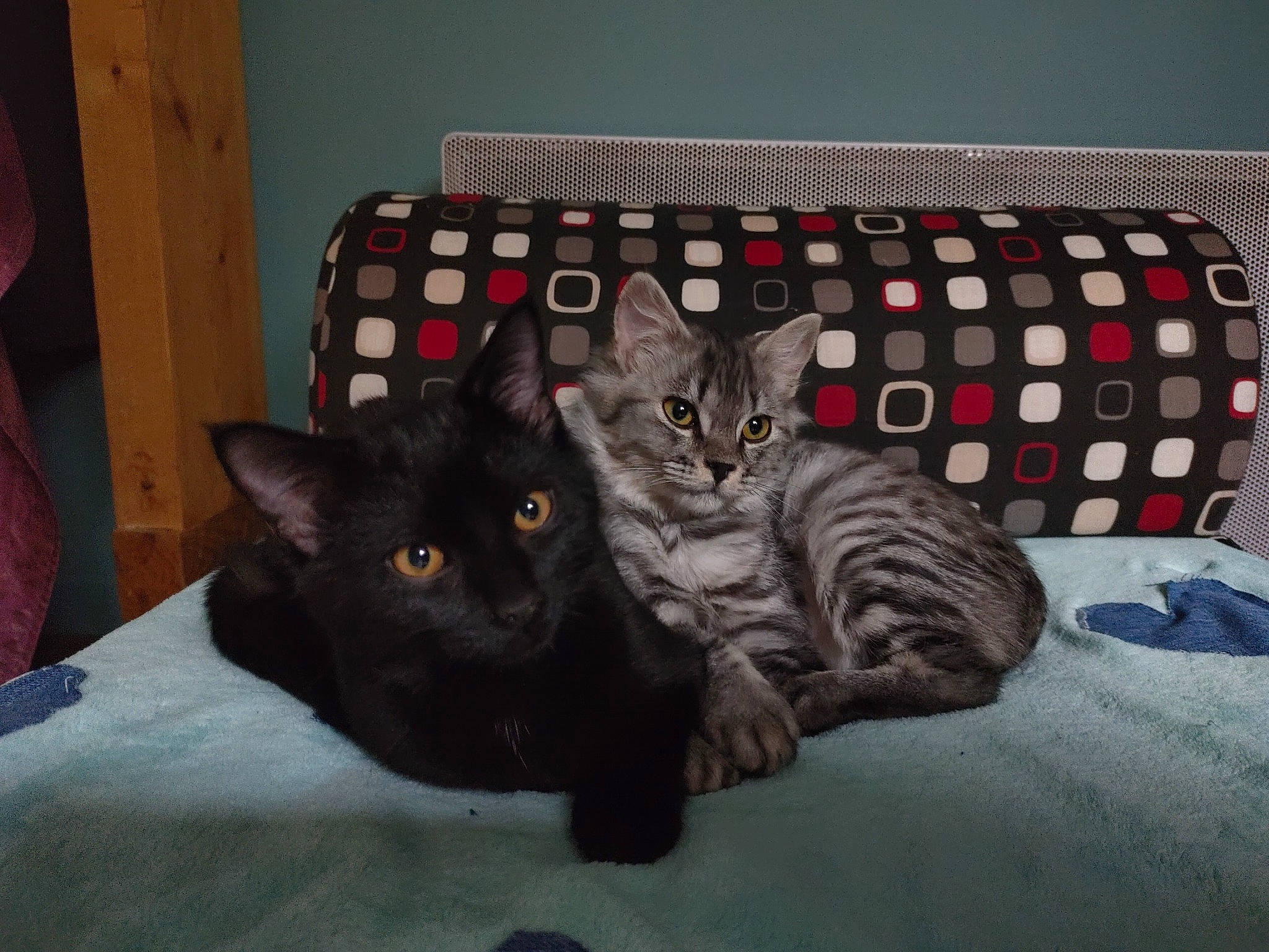 Opale a rejoint le concours — aidez-le/la à gagner de superbes lots ! black_cat, bombay, carnivore, cat, claw, comfort, couch, domestic_short_haired_cat, felidae, fur, grey, linens, mammal, paw, room, small_to_medium_sized_cats, studio_couch, tail, whiskers