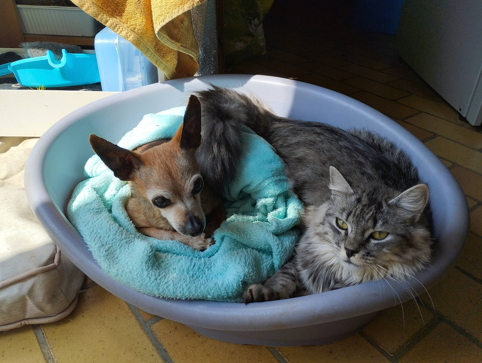 Opale a rejoint le concours — aidez-le/la à gagner de superbes lots ! carnivore, cat, cat_supply, comfort, companion_dog, dog, dog_bed, dog_breed, dog_supply, domestic_short_haired_cat, fawn, felidae, nap, pet_supply, small_to_medium_sized_cats, snout, tail, terrestrial_animal, toy_dog, whiskers