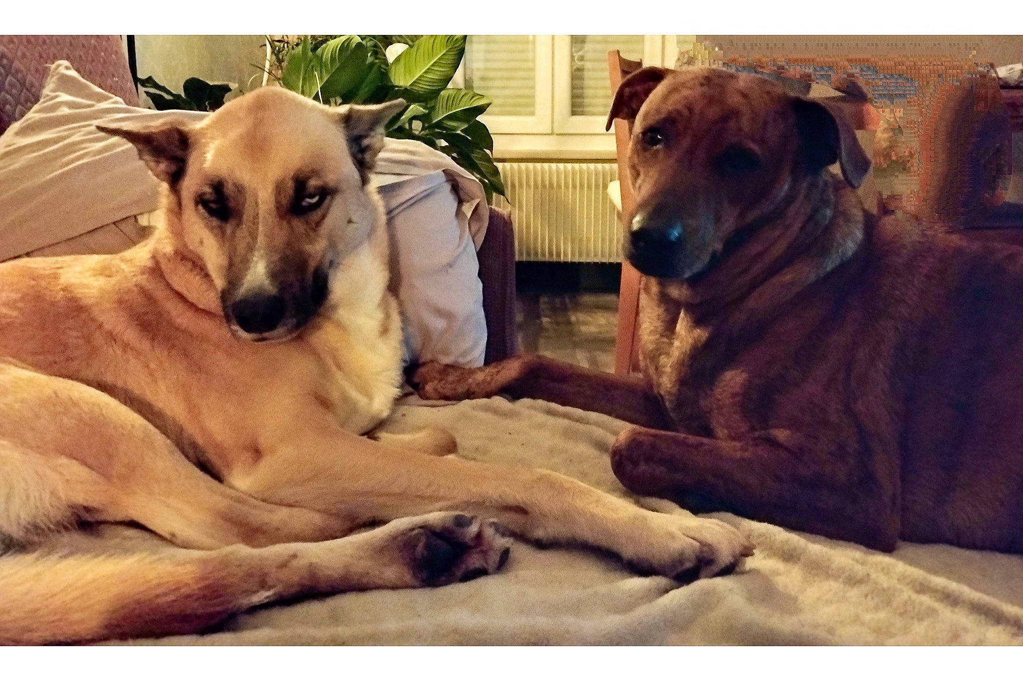 Blue participe au concours pour gagner de l'argent avec cette photo : ancient_dog_breeds, bored, canidae, carnivore, companion_dog, dog, dog_breed, fawn, plant, snout, sporting_group, terrestrial_animal, whiskers, wildlife, wood, working_animal, working_dog