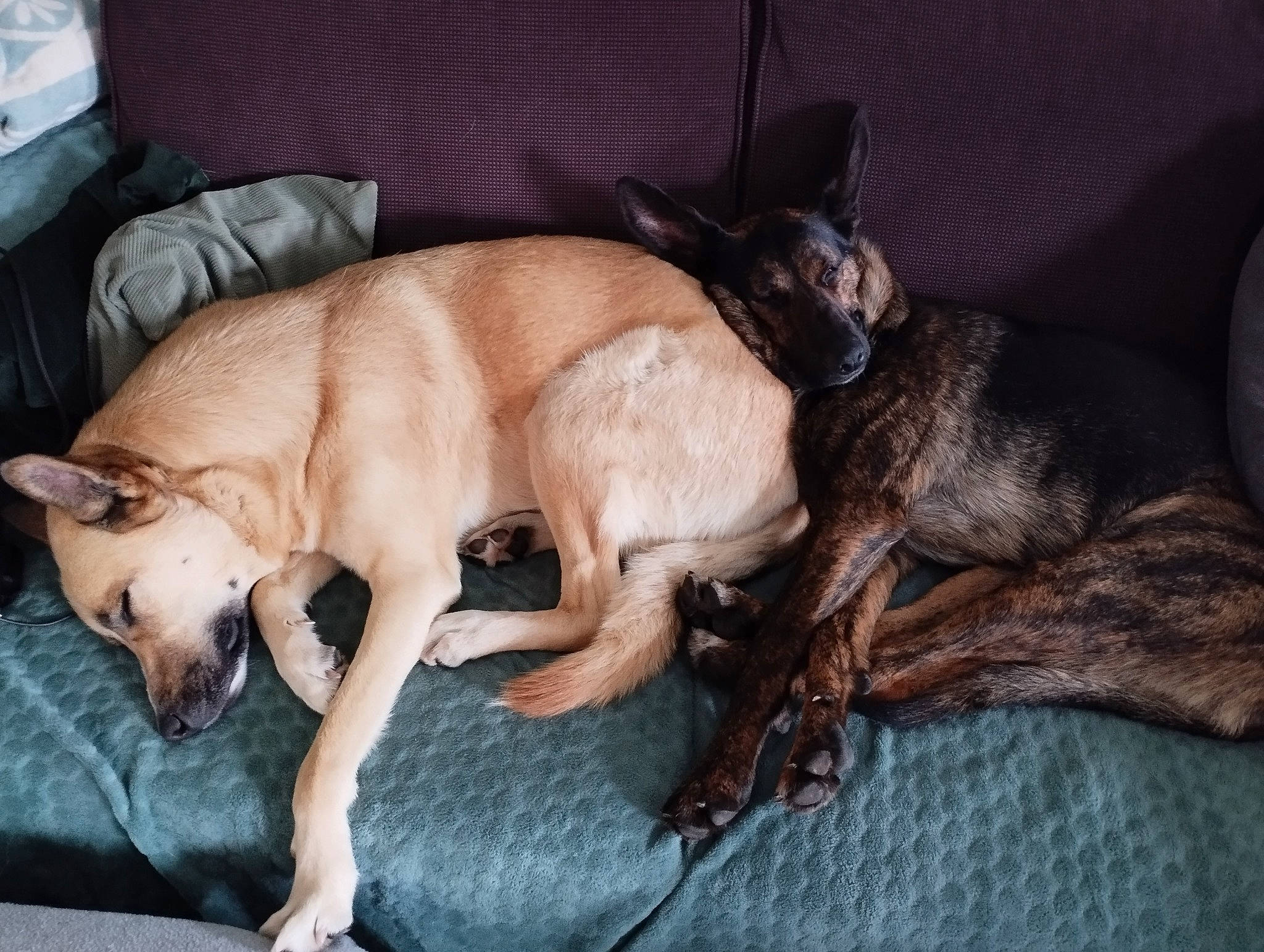 Blue participe au concours pour gagner de l'argent avec cette photo : canidae, carnivore, comfort, companion_dog, couch, dog, dog_breed, dog_supply, fawn, felidae, fur, liver, nap, small_to_medium_sized_cats, snout, sporting_group, tail, toy_dog, whiskers, working_animal